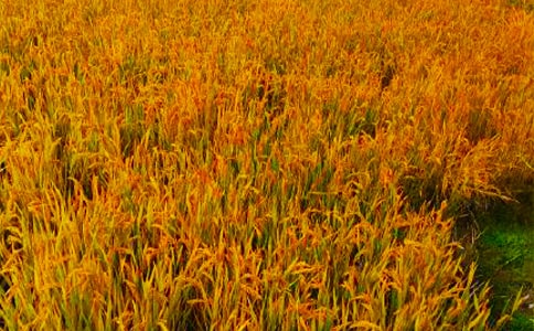 關于秋收作文實用(13篇)