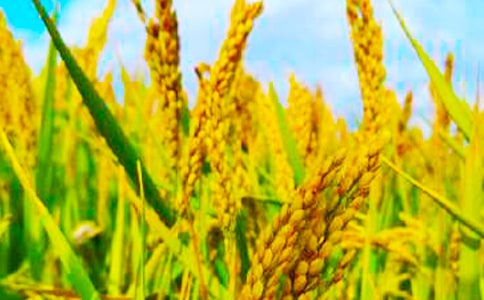 關(guān)于秋收的作文(通用24篇)