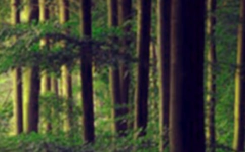 [��(y��u)��]ɭ����ӛ����3ƪ