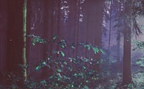 ɭ�ַ�����(d��ng)���������x12ƪ��