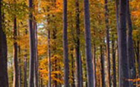 巖泉森林公園導(dǎo)游詞