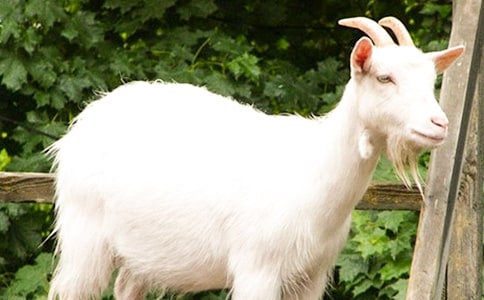 ���؂䡿ɽ�����ĺϼ���ƪ