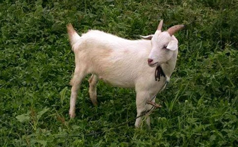 山羊過獨木橋作文范例