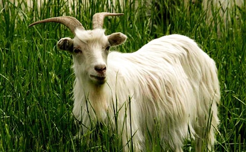 讀《山羊不吃天堂草》有感