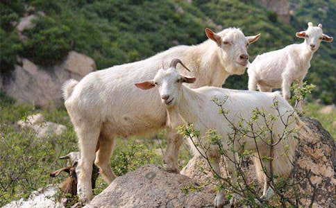 小兔扶山羊爺爺過獨木橋的看圖寫話通用