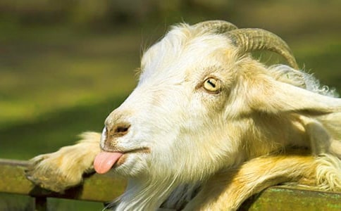 ��ɽ�򲻳����òݡ���x�ĵ�