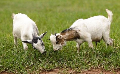 �x��ɽ�򲻳����òݡ��и�400��