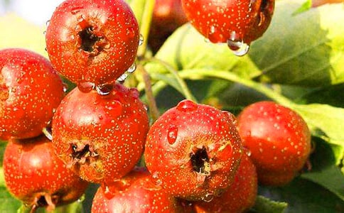 ��ɽ高�֮�١��x���