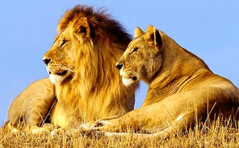 【必備】獅子童話作文匯總6篇