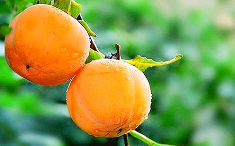 我愛秋天的柿子作文