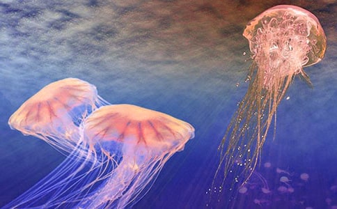 ������ˮĸ����ɽ���꼉����