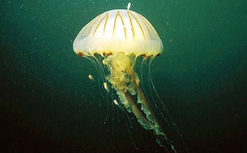 ���꼉����ˮĸ