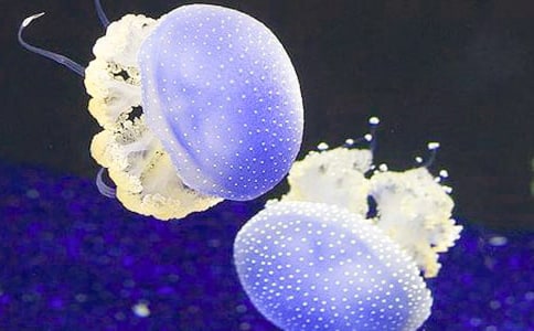 小班優(yōu)秀美術(shù)教案《水母》(通用5篇)