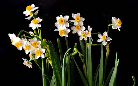 艾晚的水仙球600字作文