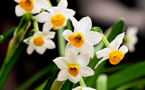 水仙花觀察日記(通用55篇)