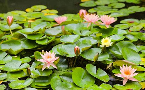 ˯ɏ���_���ƌW(xu��)�̰�