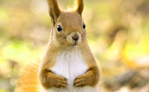 小松鼠毛毛童話作文