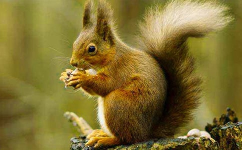 實用的松鼠的童話作文9篇