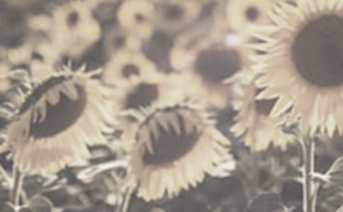 太陽花和牽牛花的觀察日記五則