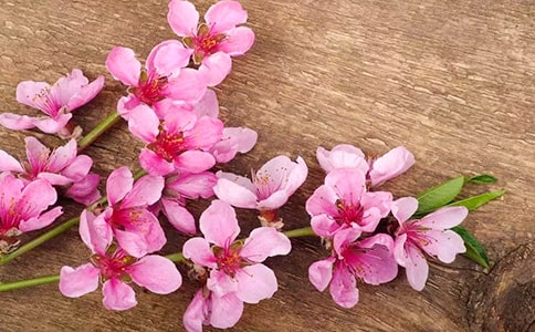 桃花島游記初二記敘文