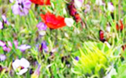 ��������Ұ��������550��