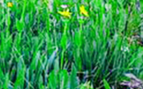 實用的美麗的田野作文4篇