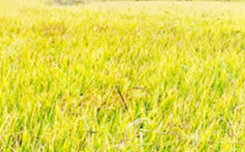 ��Ұ��Ҋ�������S�P�����x12ƪ��