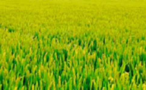 ��������ҰС�W����