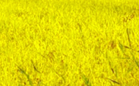 ��������Ұ����