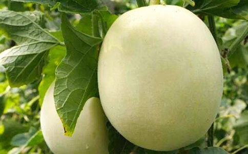 萵筍-甜瓜-水稻穩(wěn)糧增效種植模式