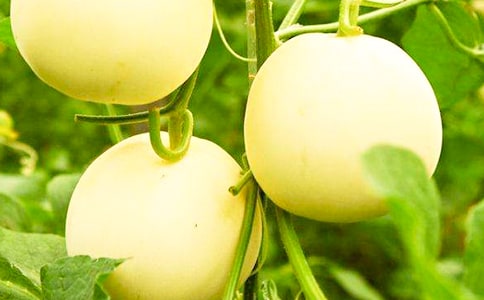 根際低氧逆境對網(wǎng)紋甜瓜幼苗生長及根系呼吸代謝途徑的影響