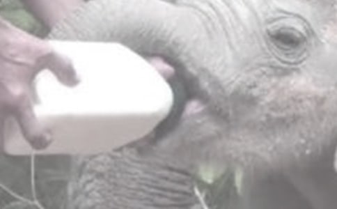 青貯蘋果渣飼喂奶牛對產(chǎn)奶量的影響