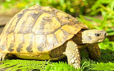 �����^����ӛ(���\15ƪ)