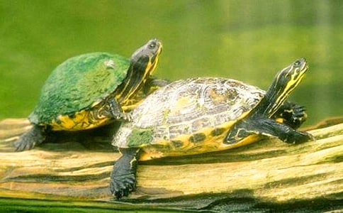 烏龜?shù)挠^察日記精選15篇