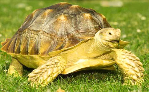 �P(gu��n)�ڿɐ۵Ğ�������3ƪ