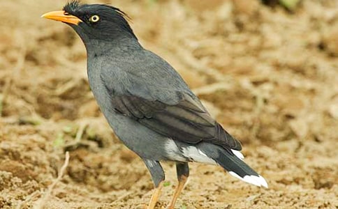 (精華)烏鴉的作文600字4篇