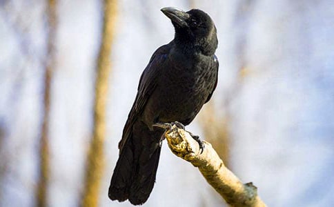 《烏鴉的復(fù)仇》童話作文