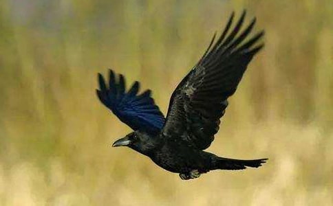 ���Ğ��f����550��