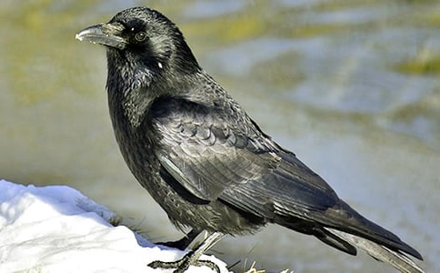 ���f�ڿ���-ͯԒ����650��