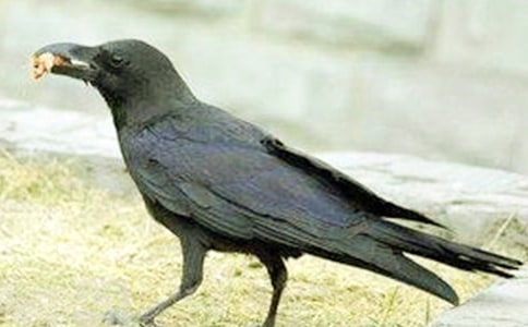 ��һֻ�ª�(d��)�Ğ��f���x���