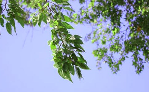 ����Ȧ�簲���Z(y��)40��