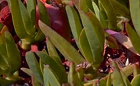 �P(gu��n)���������簲���Z��ȫ�����x50�䣩