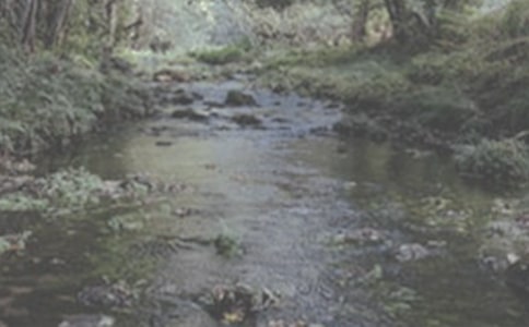 美麗的小溪流作文