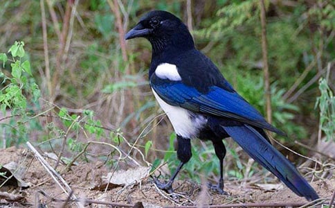 �ɐ۵Ĵ�ϲ�o����