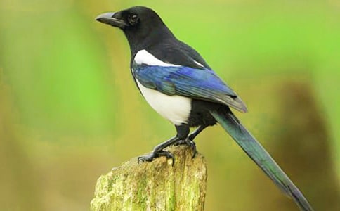 �����ϲ�o���̰�