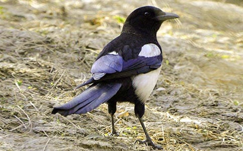 �茑(xi��)ϲ�o������