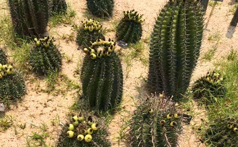 仙人掌觀察植物作文