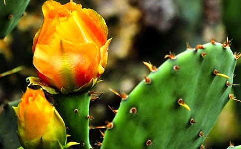 仙人掌觀察日記【薦】