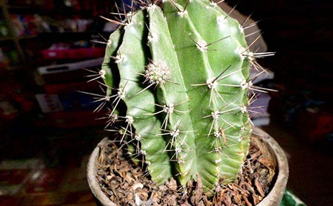 【熱】仙人掌觀察日記