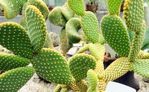 仙人掌觀察日記(精選30篇)